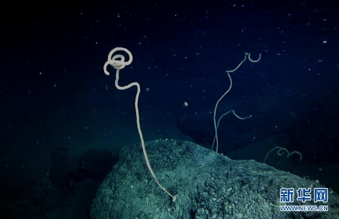 （图文互动）（6）我国科学家在南海甘泉海台首次发现冷水珊瑚群