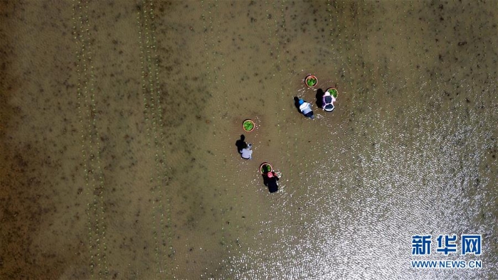 （经济）（2）吉林永吉：初夏插秧忙