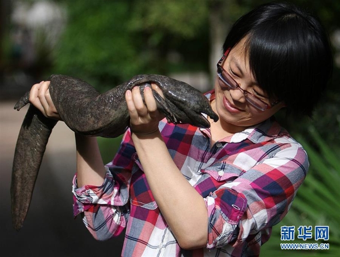 （图文互动）（2）中科院新研究发现野生娃娃鱼分多个物种