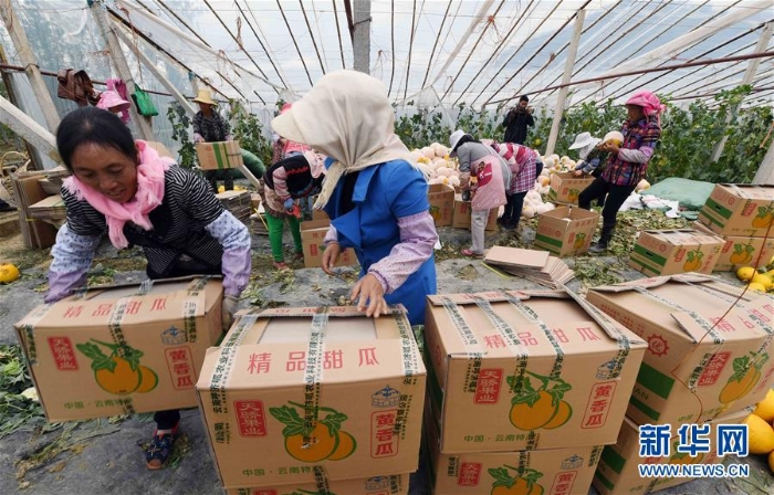 （经济）（3）云南寻甸：香瓜产业发展助推脱贫攻坚