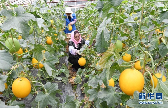 （经济）（5）云南寻甸：香瓜产业发展助推脱贫攻坚