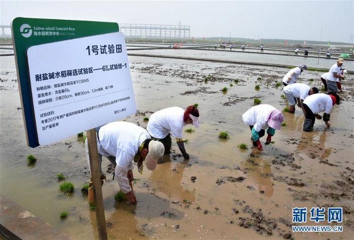 （科技）（2）青岛海水稻在六大试验基地同时插秧试种