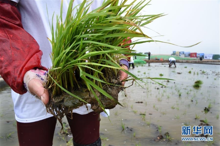 （科技）（4）青岛海水稻在六大试验基地同时插秧试种