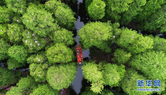 #（环境）（1）江苏兴化：“水上森林”画中游