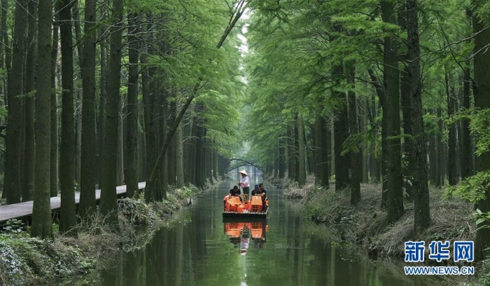 #（环境）（3）江苏兴化：“水上森林”画中游