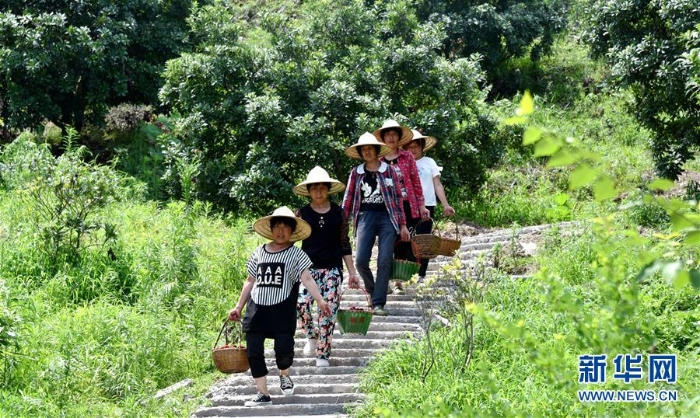 #（经济）（3）浙江仙居：喜收杨梅助增收