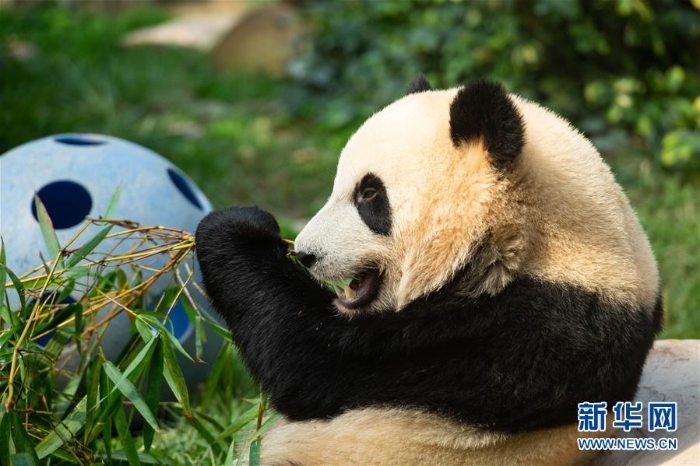 （社会）（2）澳门大熊猫“健健”“康康”迎来2周岁生日