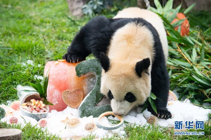 （社会）（3）澳门大熊猫“健健”“康康”迎来2周岁生日