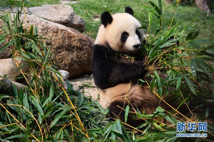 （社会）（4）澳门大熊猫“健健”“康康”迎来2周岁生日
