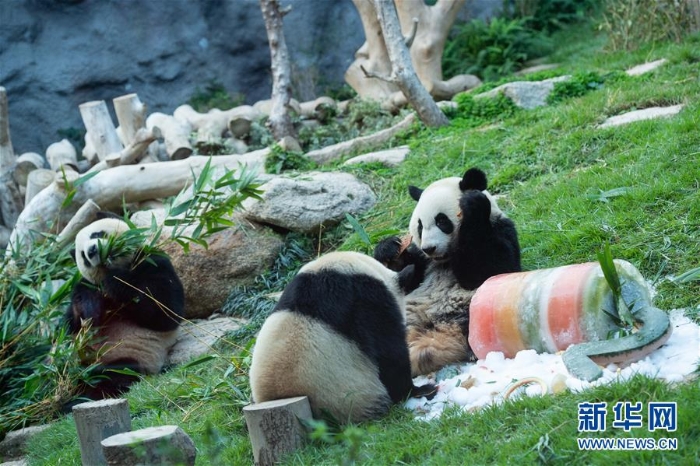（社会）（5）澳门大熊猫“健健”“康康”迎来2周岁生日