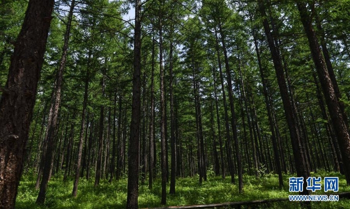 （美丽中国）（3）阿尔山夏日美景