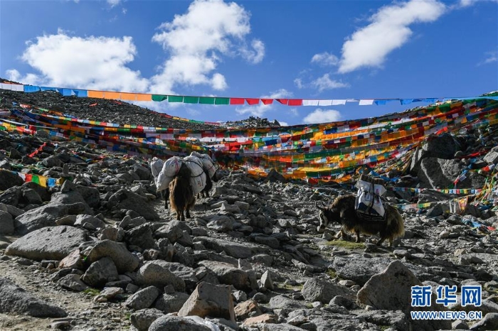 （图文互动）（7）西藏：冈仁波齐山下的牧民致富路