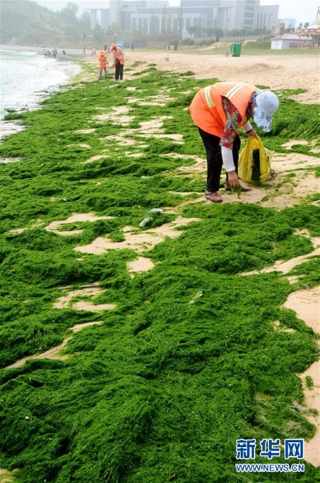 #（新华网）（3）江苏连云港：开展海滩浒苔清理作业