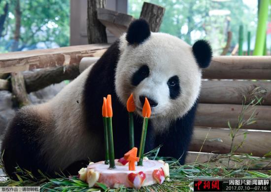 当地时间2017年7月10日，德国柏林，来自中国的大熊猫“梦梦”庆祝四岁生日，享用美味蛋糕。