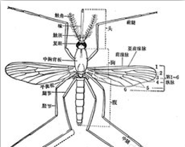 蚊虫是如何发现叮咬目标的?O型血更受蚊子青睐吗