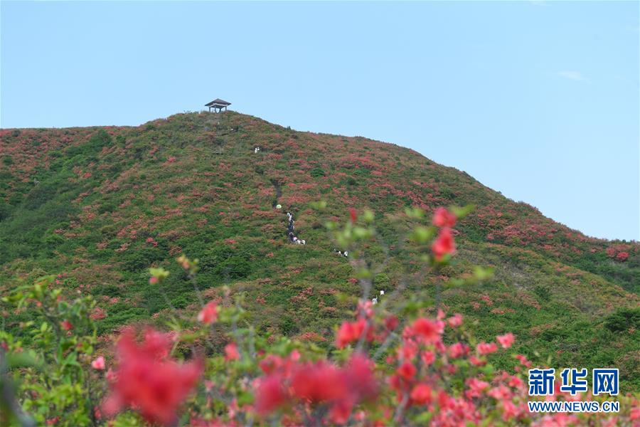 这是浏阳市大围山国家森林公园内的杜鹃花（5月13日摄）。 近日，湖南省浏阳市大围山国家森林公园内的野生杜鹃花竞相绽放，景色优美。 新华社记者 陈泽国 摄