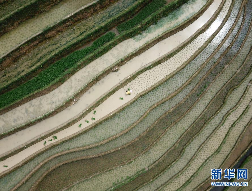 5月23日在湖北省恩施土家族苗族自治州宣恩县珠山镇铁厂坡村拍摄的旱作梯田（无人机照片）。 新华社发（宋文 摄）
