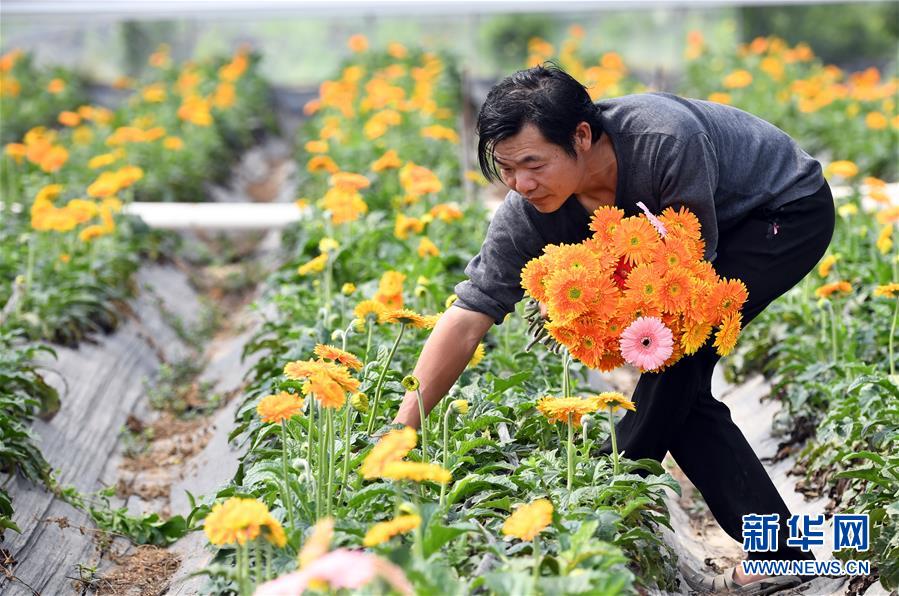 5月6日，在连城县林坊镇林塘村，脱贫农户林汉生在扶贫大棚采摘鲜切花。新华社记者 彭张青 摄