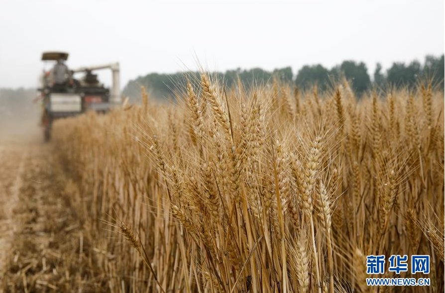 5月29日，联合收割机在浙江省杭州市西湖区双浦镇的一片麦田收割成熟的小麦（无人机照片）。 新华社发（龙巍 摄）