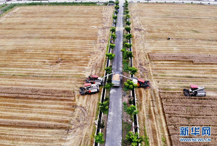 5月29日，联合收割机在浙江省杭州市西湖区双浦镇的一片麦田收割成熟的小麦（无人机照片）。 新华社发（龙巍 摄）