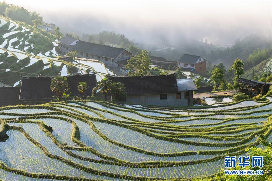 这是5月30日在湖南省新化县水车镇拍摄的紫鹊界梯田（无人机照片）。 新华社发（陈思汗 摄）