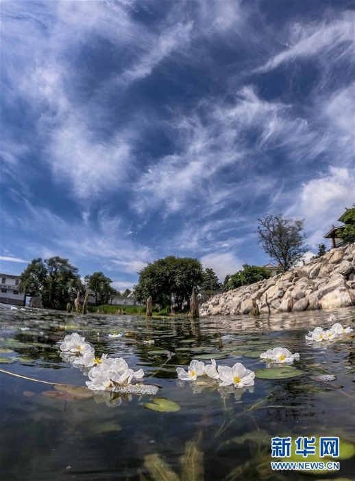 （环境）（2）洱海又见海菜花