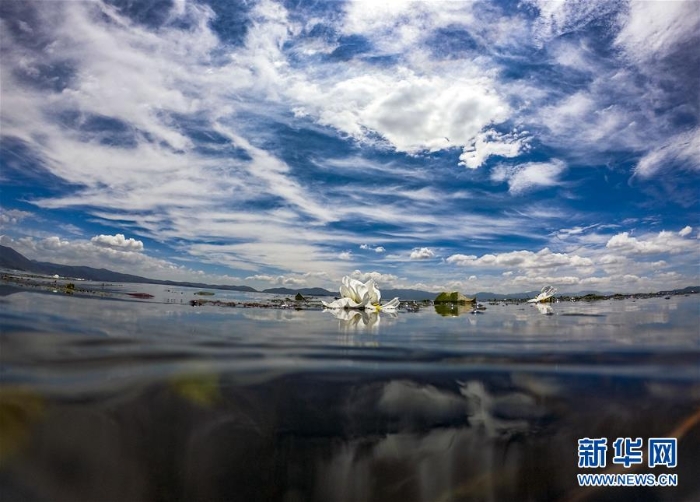 （环境）（3）洱海又见海菜花