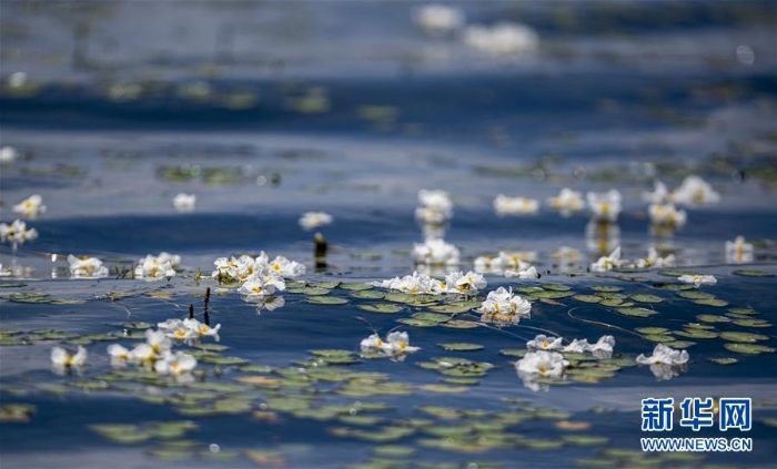 (环境)(4)洱海又见海菜花