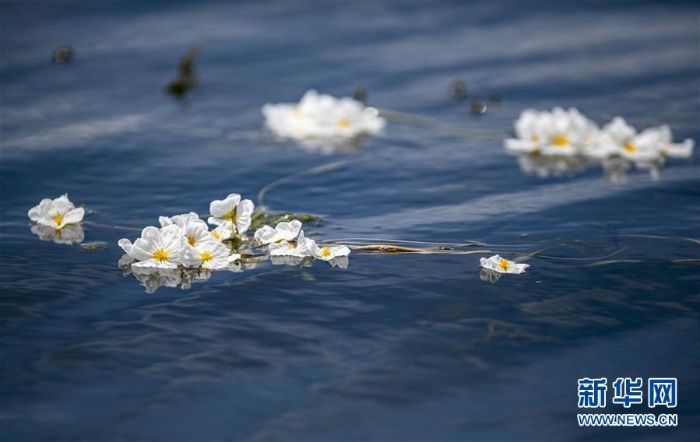 (环境)(5)洱海又见海菜花
