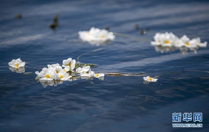 （环境）（5）洱海又见海菜花