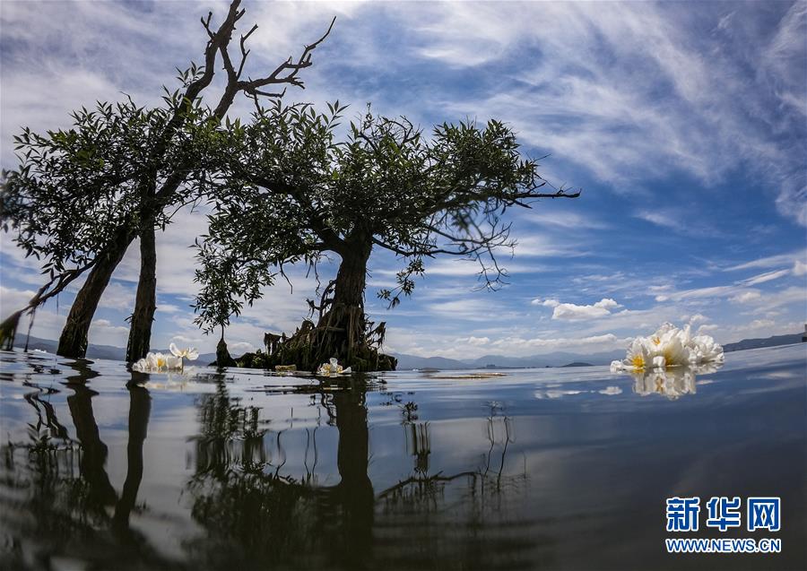 在洱海中开放的海菜花（5月31日摄）。在云南大理洱海，被视为“水质风向标”的海菜花一度难觅踪迹。2016年底，云南省开启抢救式保护工作，全面打响洱海治理攻坚战。2019年洱海全湖水质继2018年后再次实现7个月Ⅱ类，主要水质指标变化趋势总体向好。如今海菜花又在清澈的湖水中随波荡漾。新华社记者 江文耀 摄