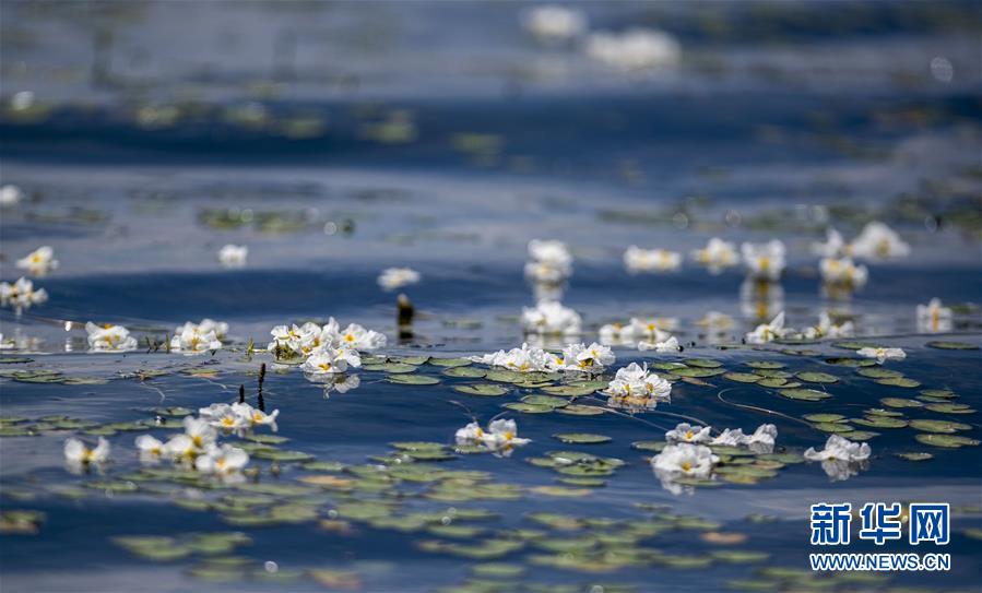 在洱海中开放的海菜花（5月31日摄）。新华社记者 江文耀 摄