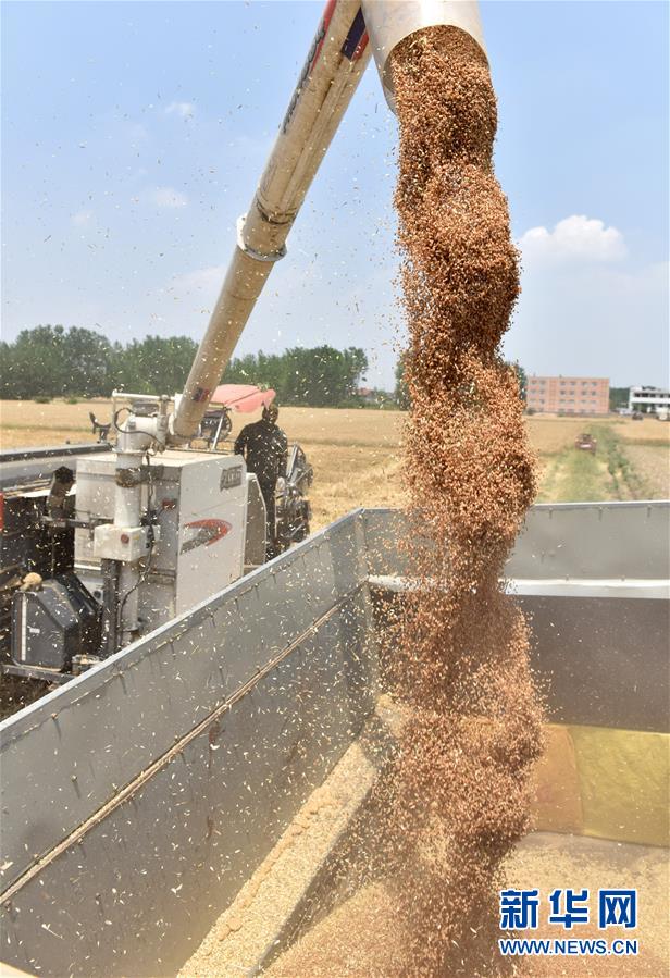 6月1日，在安徽省巢湖市苏湾镇道胜家庭农场，农民在田间装运刚收割的小麦。新华社发（马丰成 摄）
