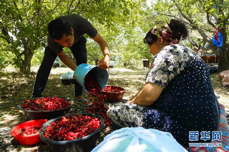 5月31日，在乌兹别克斯坦塔什干州，果农在分拣采摘的樱桃。新华社发（扎法尔摄）