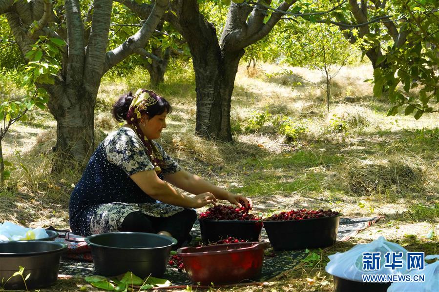 5月31日，在乌兹别克斯坦塔什干州，果农在分拣采摘的樱桃。新华社发（扎法尔摄）