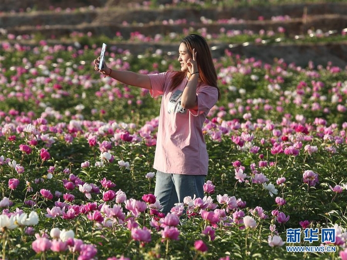 (社会)(4)辽宁阜新:芍药花开引游人