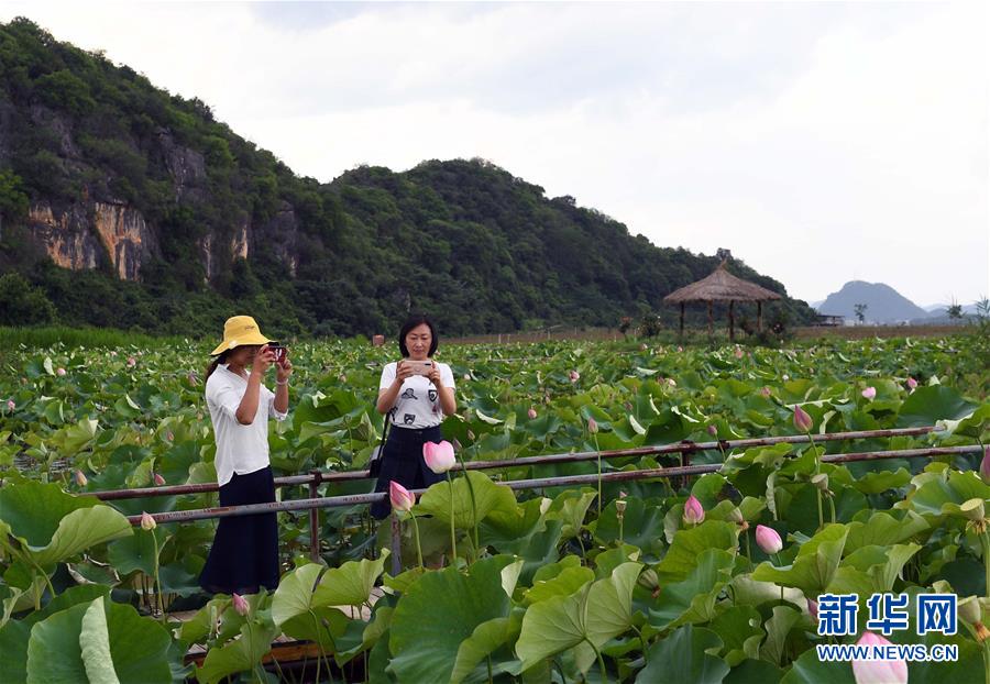 6月1日，游客在云南丘北县普者黑风景区拍摄荷花。新华社记者 杨宗友 摄