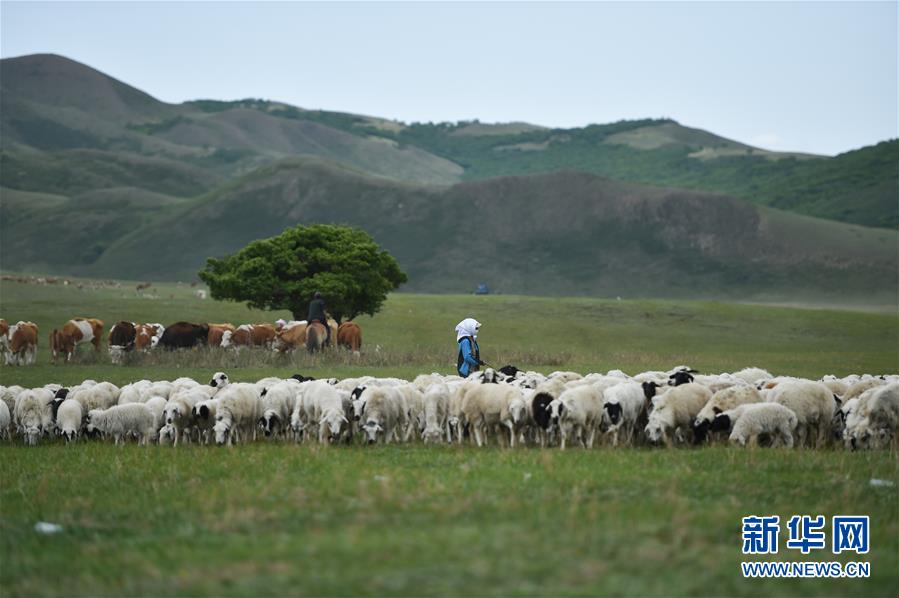 6月2日，牧民在阿鲁科尔沁草原上放牧。新华社记者 刘磊 