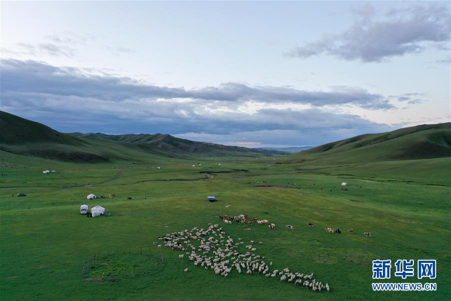摄牧群和蒙古包分布在阿鲁科尔沁草原上（6月3日摄，无人机照片）。新华社记者 刘磊 摄