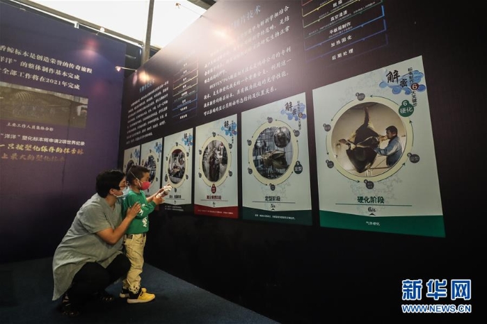 (社会)(3)抹香鲸塑化标本大连展出