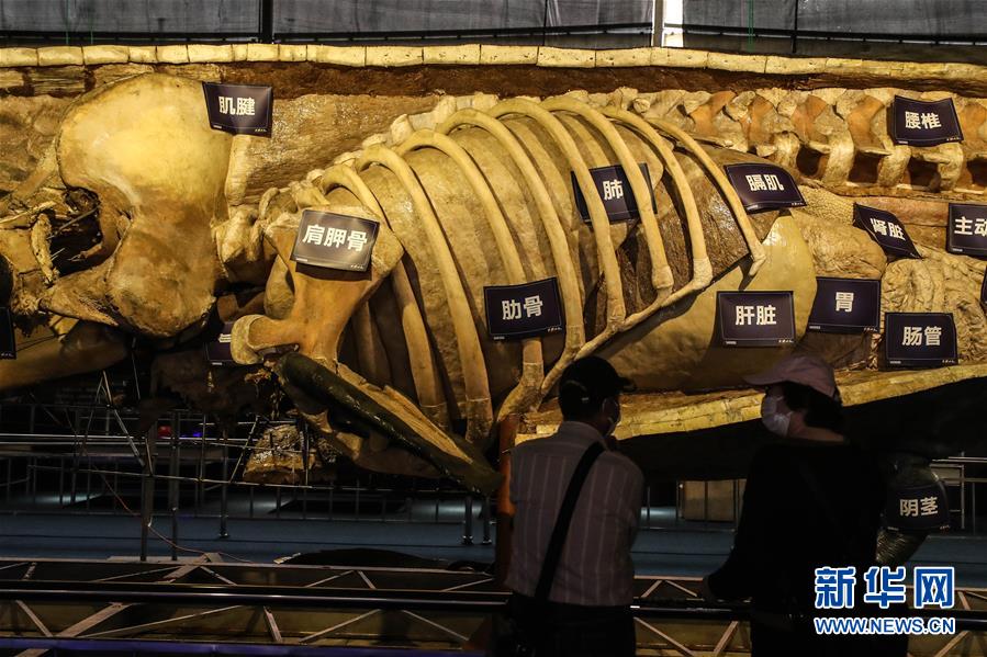6月4日，参观者在《巨鲸传奇》特展中观看展出的抹香鲸塑化标本。新华社记者 潘昱龙 摄