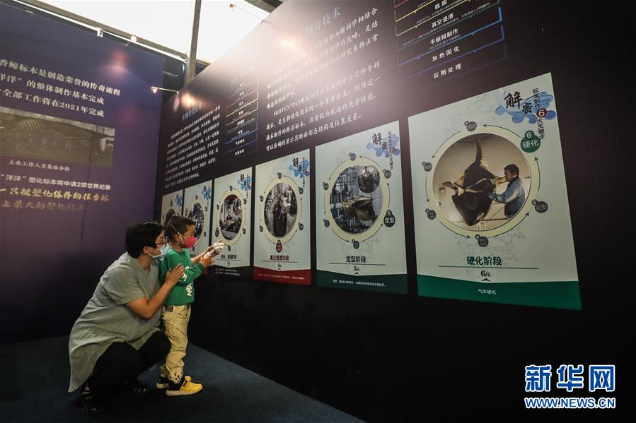 6月4日，参观者在《巨鲸传奇》特展中观看标本制作展板介绍。新华社记者 潘昱龙 摄