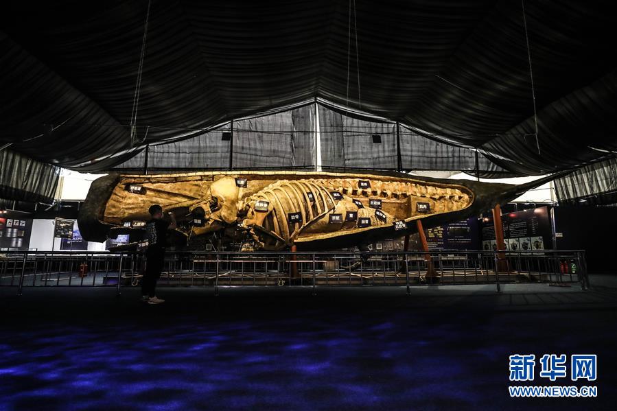 6月4日，参观者在《巨鲸传奇》特展中观看展出的抹香鲸塑化标本。新华社记者 潘昱龙 摄