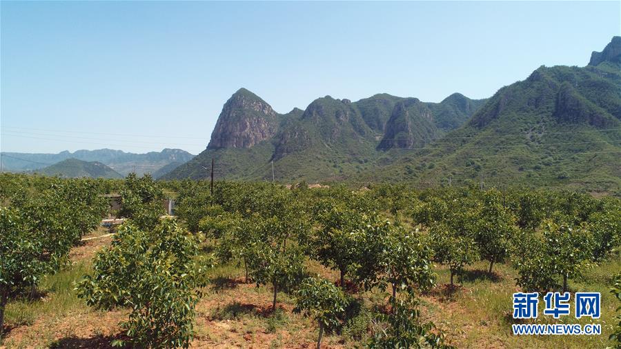 河北涉县西达镇西达村岩矿裸露的山体上种满了核桃树（5月22日摄，无人机照片）。  新华社记者 冯维健 摄