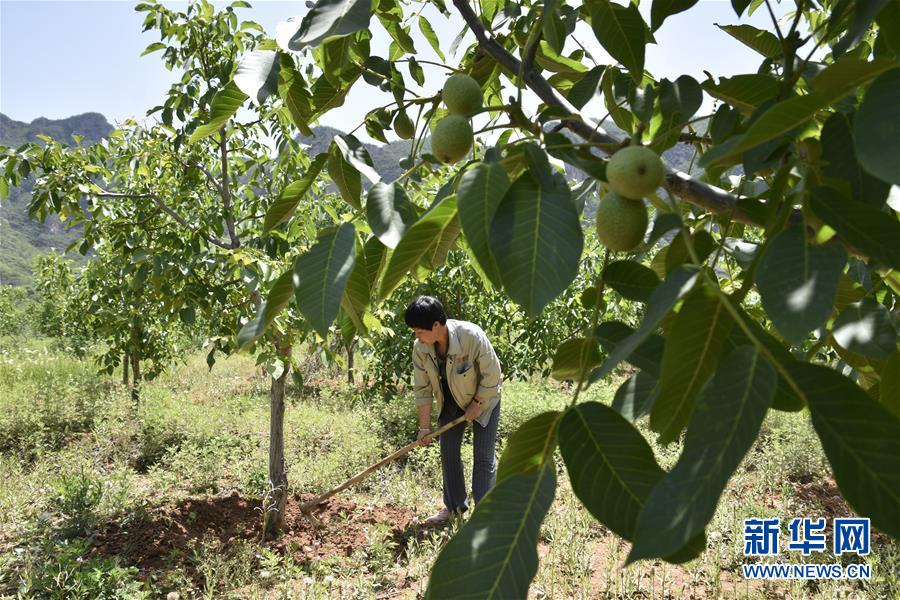 5月22日，工作人员在河北涉县西达镇西达村为核桃树锄草。  新华社记者 冯维健 摄