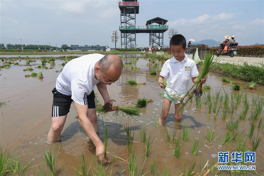 6月7日，孩子和家长在稻田里插秧。新华社记者 徐昱 摄