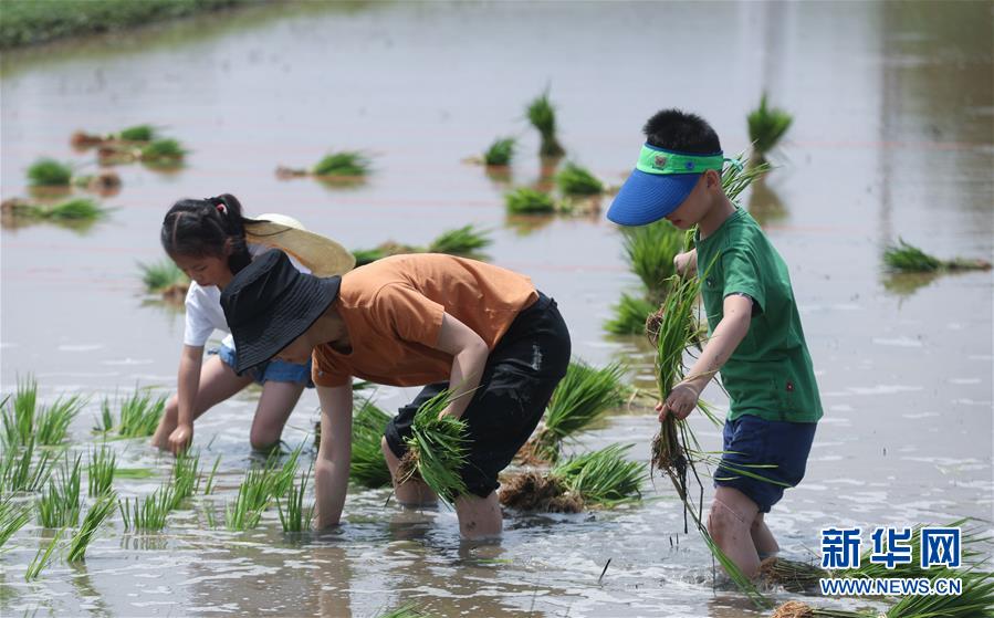 6月7日，孩子和家长体验稻田插秧。新华社记者 徐昱 摄