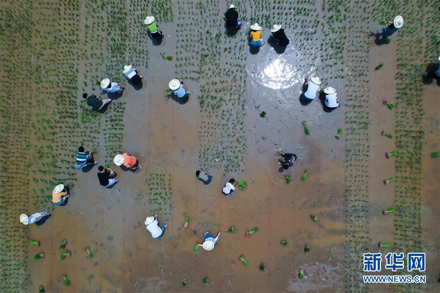 6月7日，孩子和家长们在体验稻田插秧（无人机照片）。新华社记者 徐昱 摄