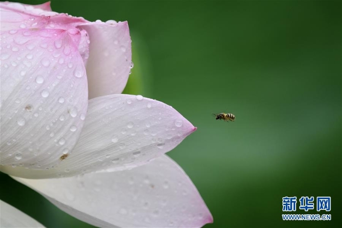 （新华视界）（1）福州：雨荷