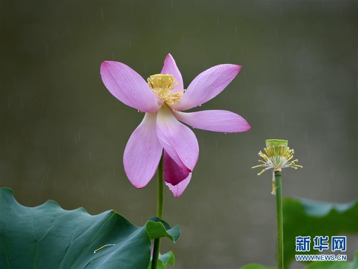(新华视界)(2)福州:雨荷